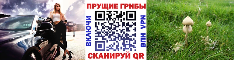 Галлюциногенные грибы Magic Shrooms  omg ссылки  Невель 